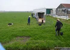 Een wat vreemde eend in de bijt: schaapdrijvers Lydia Smits en Didi Wooning lieten live zien hoe, met behulp van honden, kuddes schapen bijeen gedreven worden.